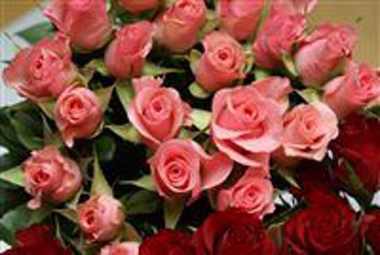 Picture of 12 Pink Sweet Roses